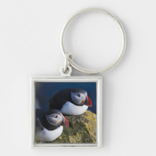 Papageitaucher (Fratercula arctica) 7 Schlüsselanhänger