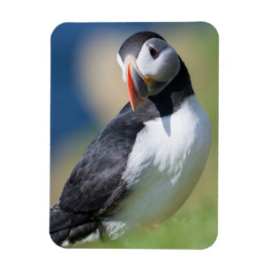 Papageitaucher (Fratercula Arctica) auf Klippe 2 Magnet
