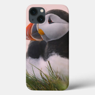 Papageitaucher (Fratercula arctica) Case-Mate iPhone Hülle