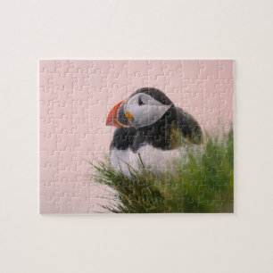 Papageitaucher (Fratercula arctica) Puzzle