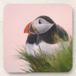 Papageitaucher (Fratercula arctica) Untersetzer