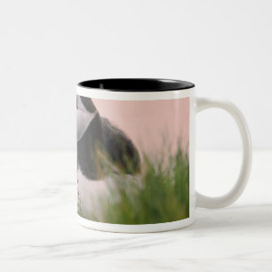 Papageitaucher (Fratercula arctica) Zweifarbige Tasse