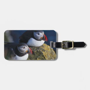 Papageitaucher Gepäckanhänger