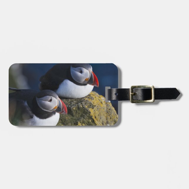 Papageitaucher Gepäckanhänger (Vorderseite horizontal)