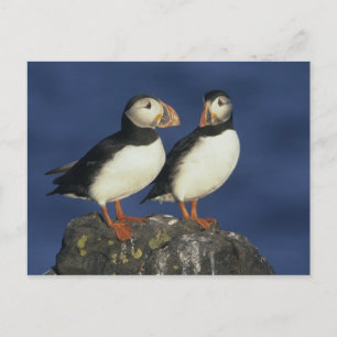 Papageitaucher Postkarte