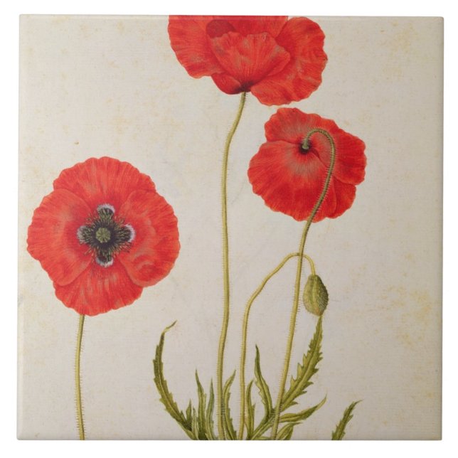 Papavar rhoeas, c.1568 fliese (Vorderseite)