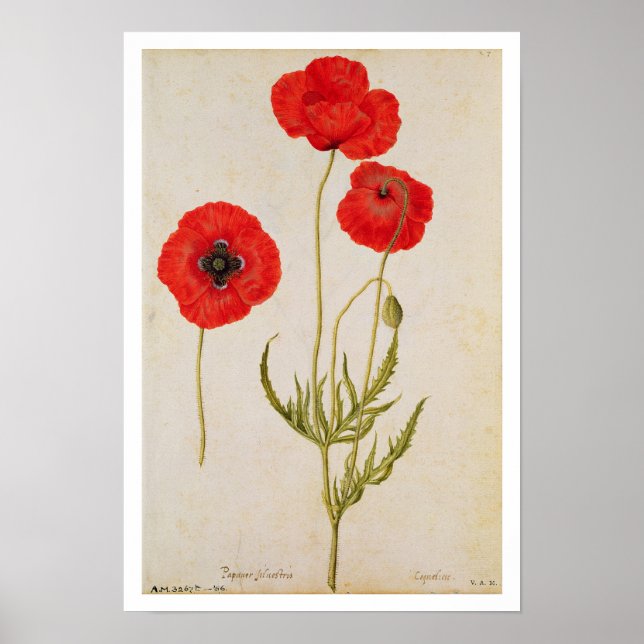 Papavar rhoeas, c.1568 poster (Vorne)