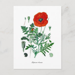 Papaver rhoeas postkarte