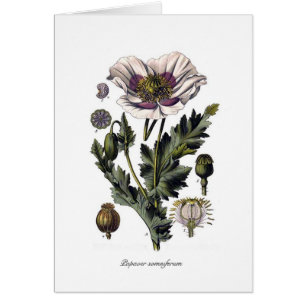 Papaver-Somniferum
