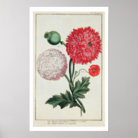 Papaver somniferum and Papaver rheas engraved by G