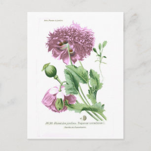 Papaver somniferum (Opiummohn) Postkarte