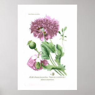 Papaver-Somniferum (Schlafmohn) Poster