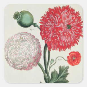 Papaver-Somniferum und Papaver rheas graviert Quadratischer Aufkleber