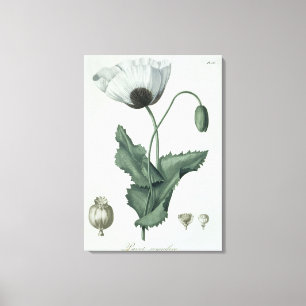 Papaver-Somniferum von "Phytographie Medicale" Leinwanddruck