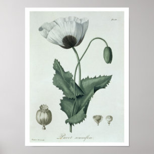 Papaver Somniferum von "Phytographie Medicale" von Poster