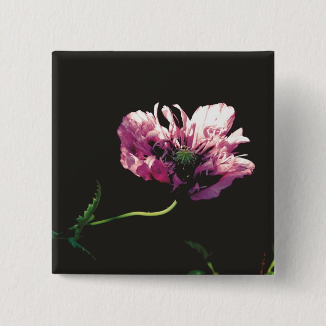Papaver Sugarplum Button (Vorderseite)
