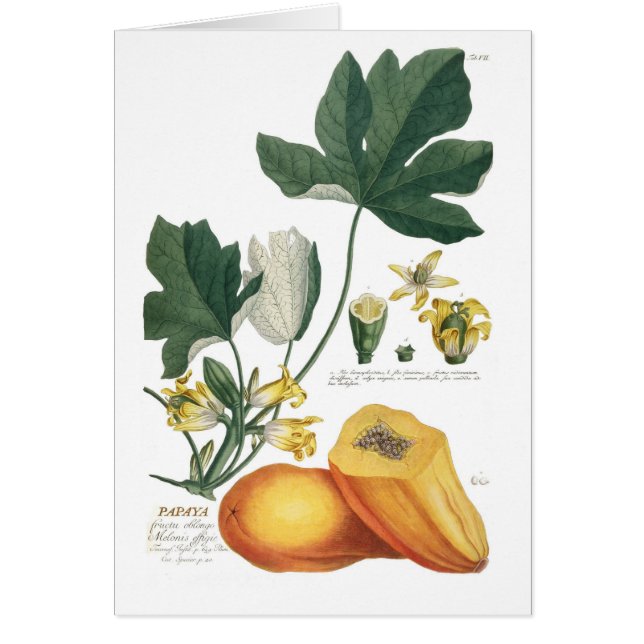 Papaya (Vorne)