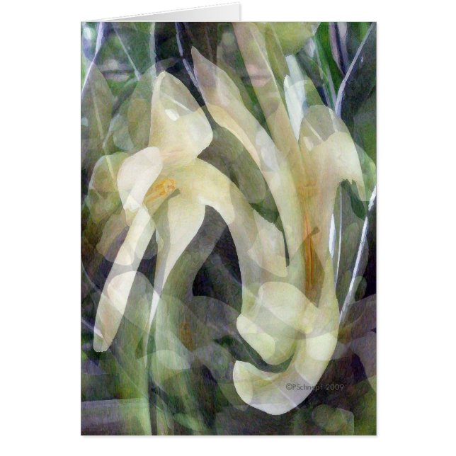 Papaya-Blume in abstraktem (Vorne)