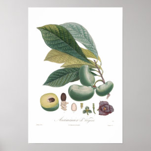 Papaya Poster