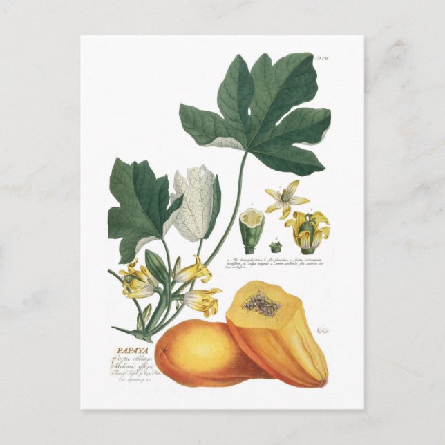 Papaya Postkarte (Vorderseite)
