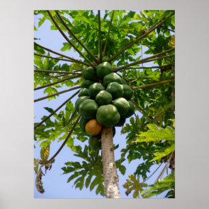 Papaya Tree Poster