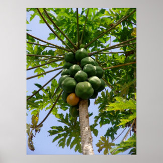 Papaya Tree Poster