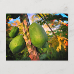 Papaya vom Posthof Postkarte
