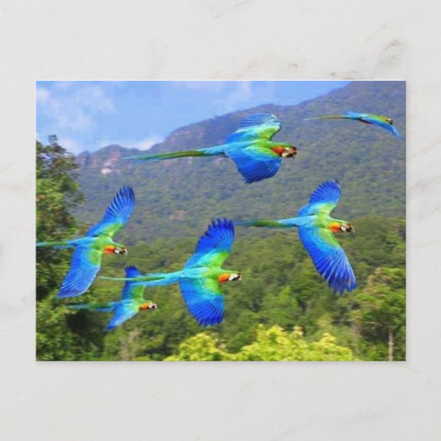 Papegaai Postkarte (Vorderseite)