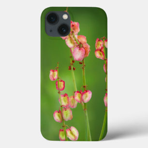 Paper Hearts (Rumex Woodii), Ukhahlamba Case-Mate iPhone Hülle