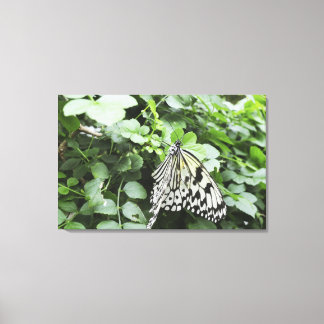Paper Kite Butterfly (Idea leuconoe) auf Reben, Leinwanddruck