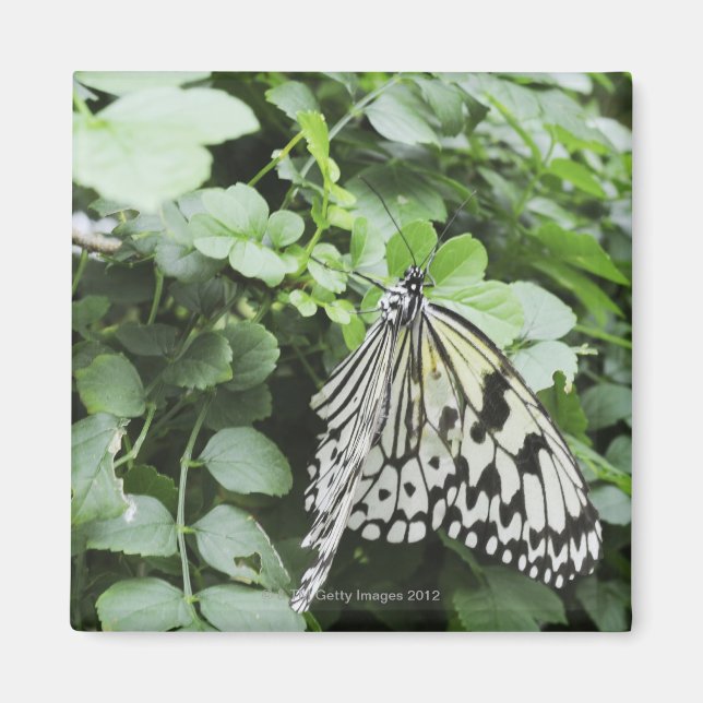 Paper Kite Butterfly (Idea leuconoe) auf Reben, Magnet (Vorne)