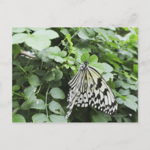 Paper Kite Butterfly (Idea leuconoe) auf Reben, Postkarte