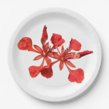 Paper Plate Royal Poinciana
