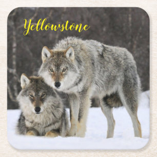 Paper Untersetzer Set-Yellowstone Wolf