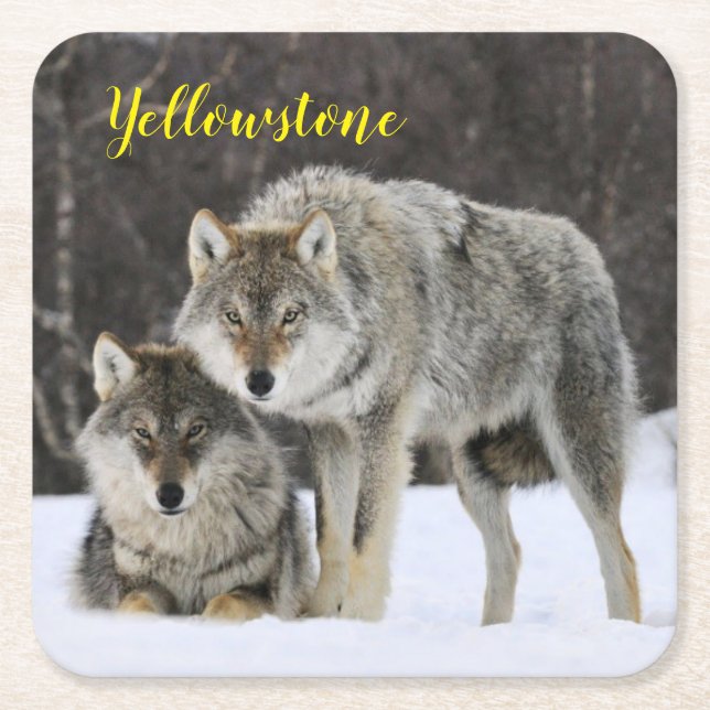 Paper Untersetzer Set-Yellowstone Wolf (Vorderseite)