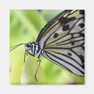 Paperkite Butterfly Magnet