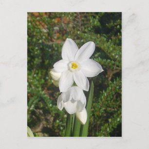 Paperweiße Postkarte