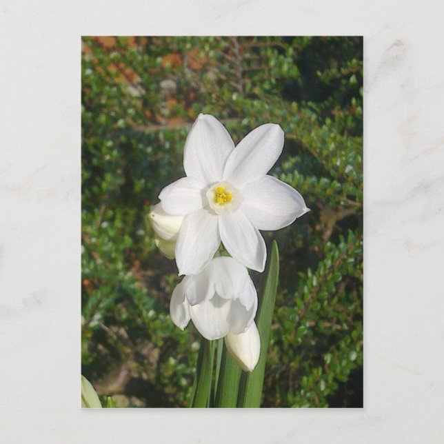 Paperweiße Postkarte (Vorderseite)