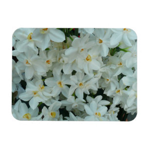 Paperwhite Narcissus Delikate Weiße Blume Magnet
