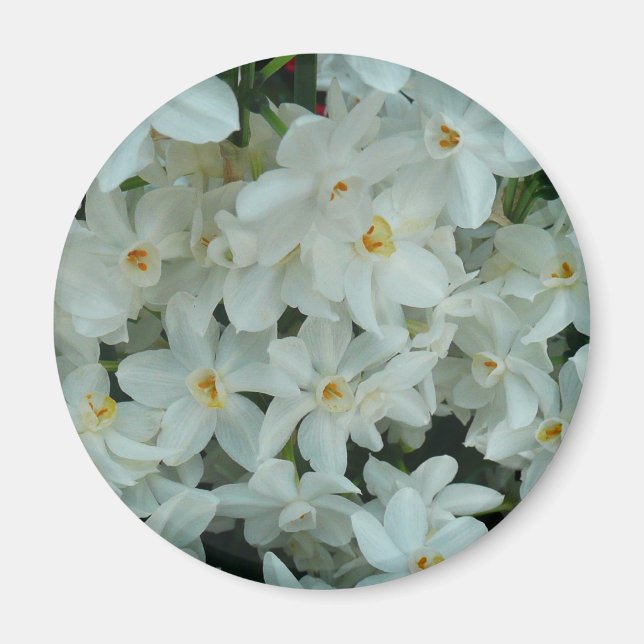 Paperwhite Narcissus Delikate Weiße Blume Magnet (Vorne)