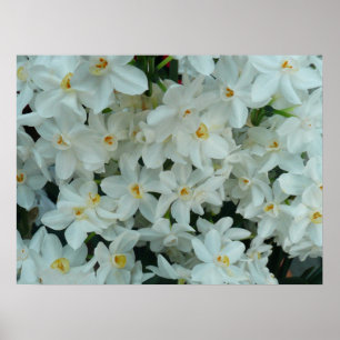 Paperwhite Narcissus Print Poster
