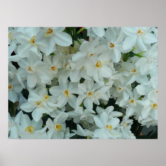 Paperwhite Narcissus Print Poster (Vorne)