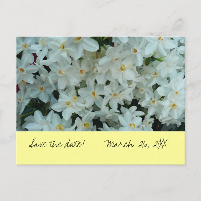 Paperwhite Narcissus "Save the Date" Postkarte (Vorderseite)