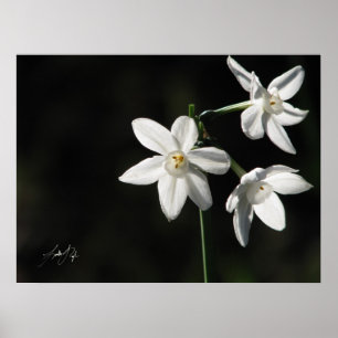 Paperwhites im Schwarzen Poster