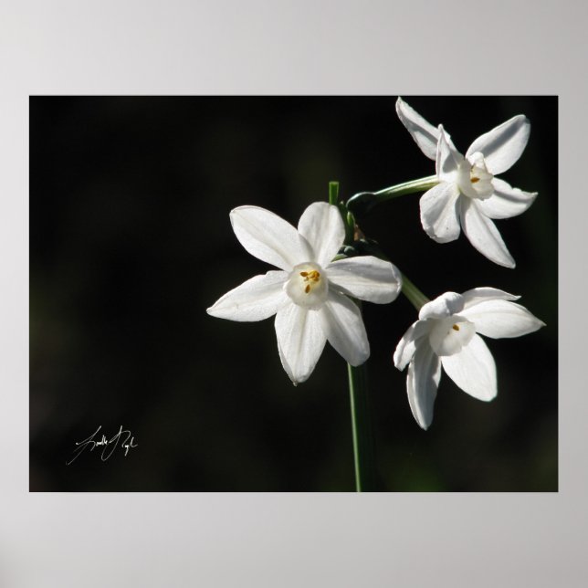 Paperwhites in Schwarz Poster (Vorne)