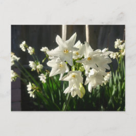 Paperwhites Narcissus Postkarte