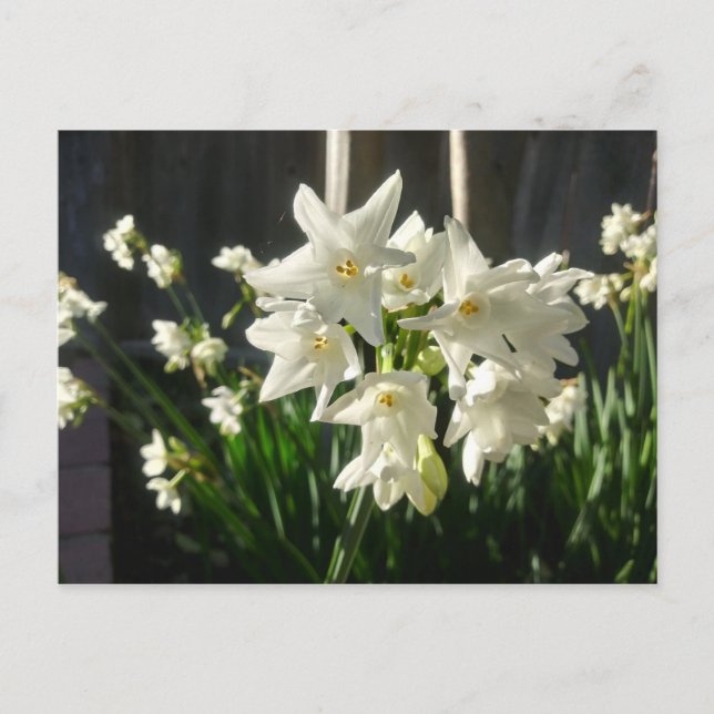 Paperwhites Narcissus Postkarte (Vorderseite)