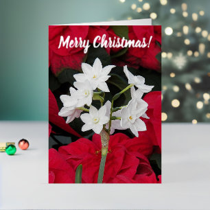 Paperwhites und Red Poinsettias Floral