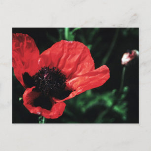 Papery Red Poppy Postkarte