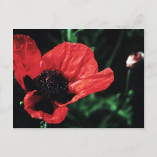 Papery Red Poppy Postkarte